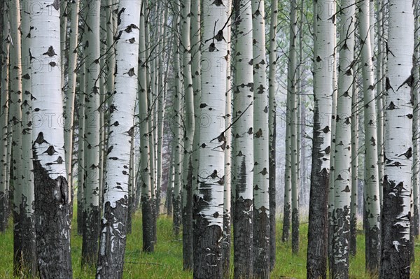 Trembling poplar