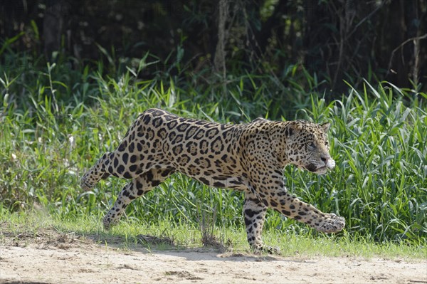 Male jaguar