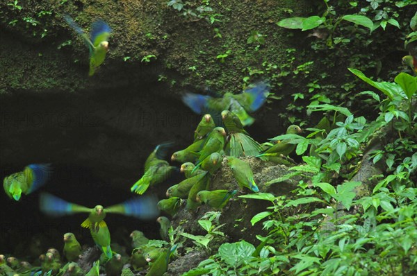 Cobalt-winged Parakeet