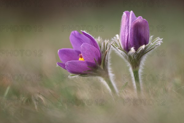 Common pasque flower