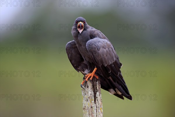 Snail kite