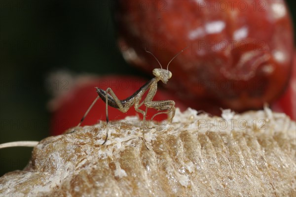 Praying mantis