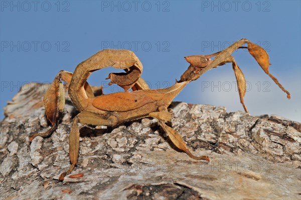 Australian Giant Ghost Insect