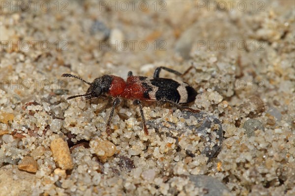 Large anteater beetle