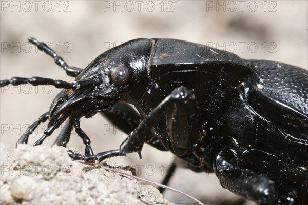 Leather beetle