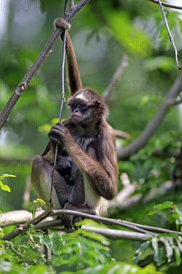 White Bellied Spider Monkey