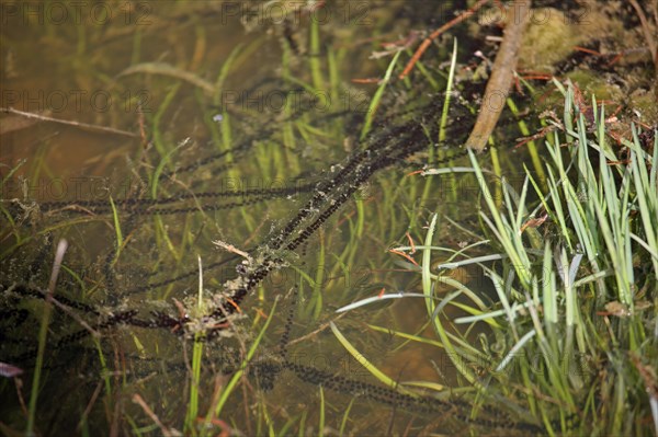 Common toad