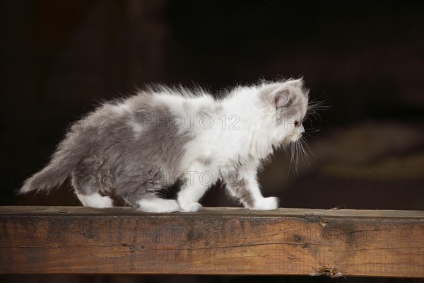 British Longhair