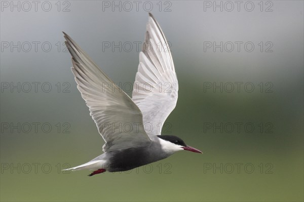 Whiskered Tern