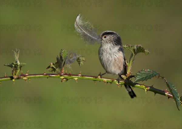 Long-tailed Tit