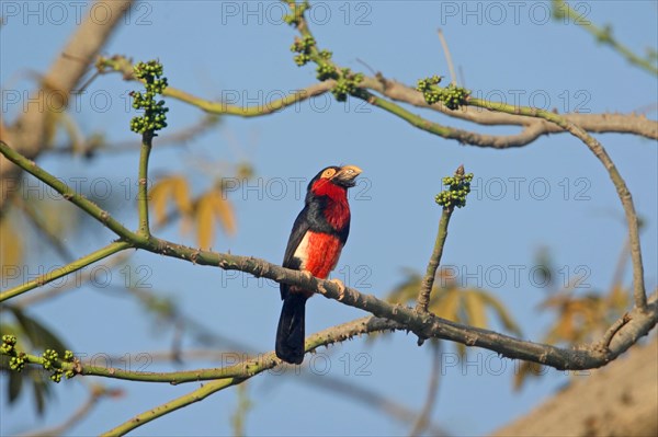 Groove-billed Barbet