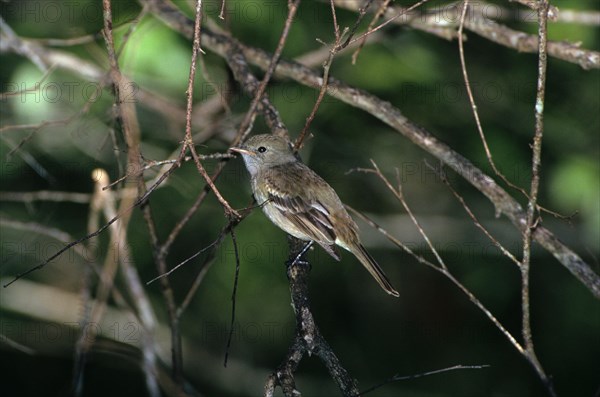 Caribbean caribbean elaenia