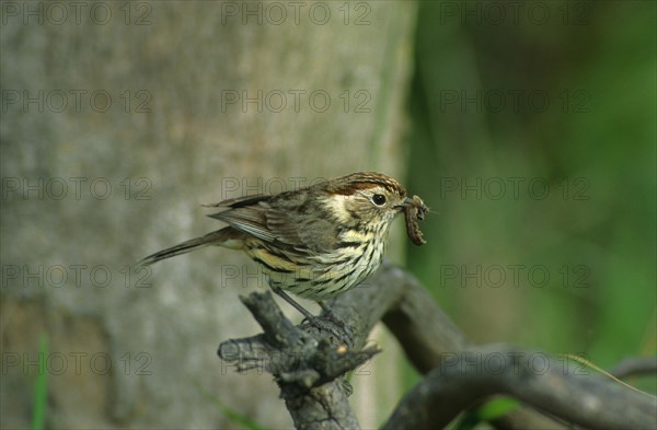 Scaly warbler