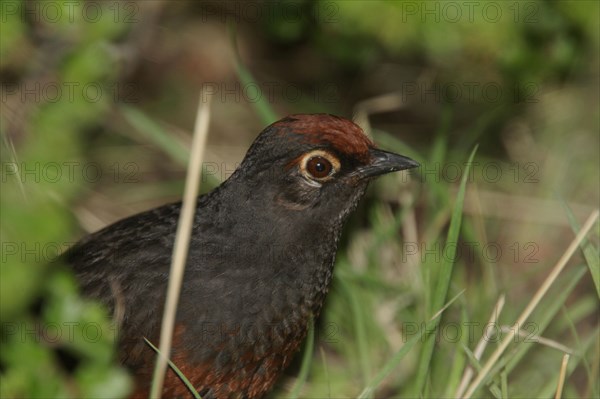 Black-throated Huet-huet