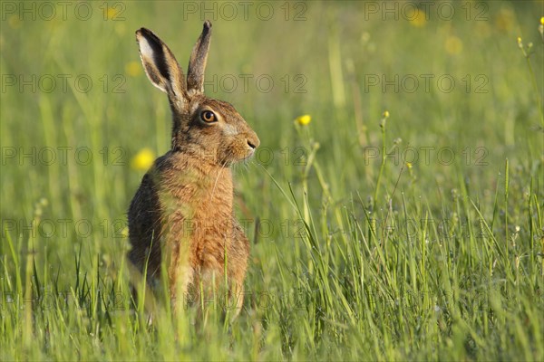 European hare