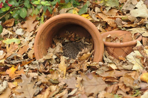 European Hedgehog