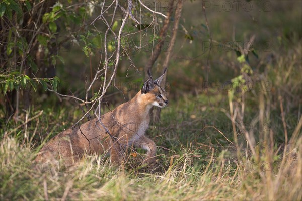 Caracal