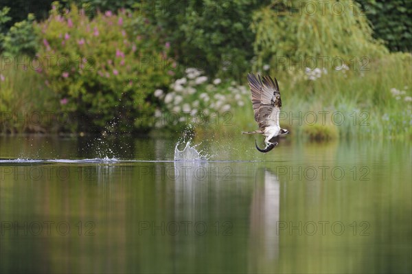 Western osprey