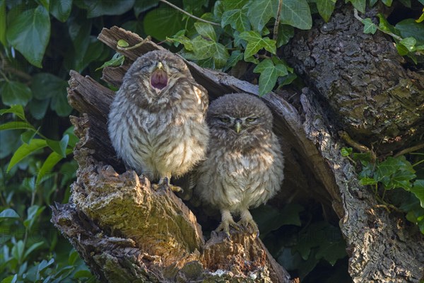 Little Owl