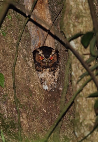 Rajah Scops-owl