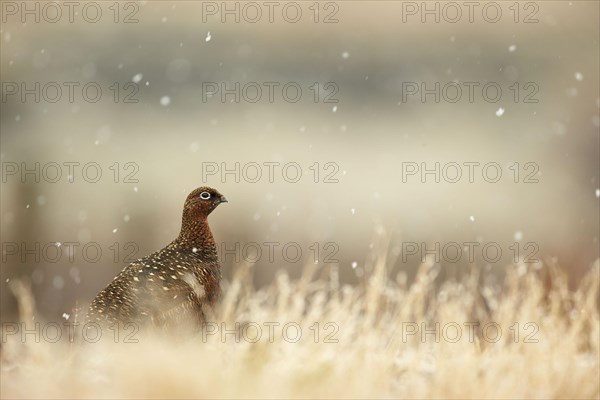 Red Grouse