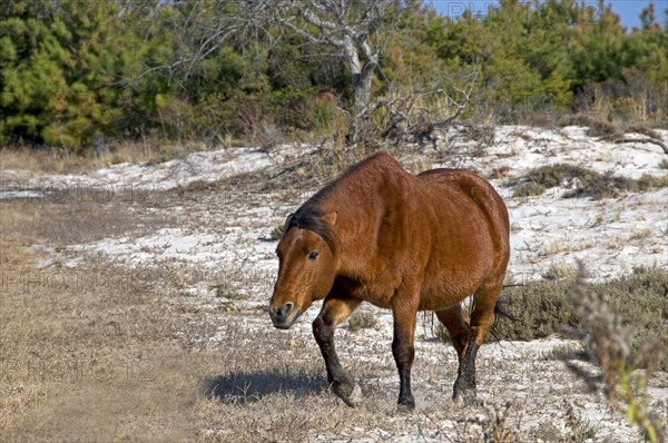 Assateague Pony