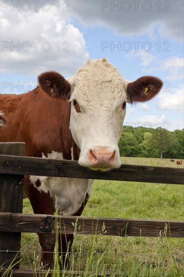 Domestic cattle