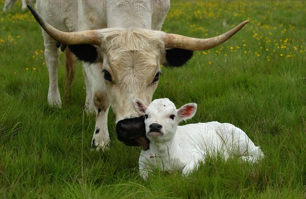 White Park Cattle