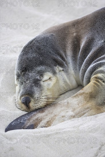 Australian sea lion