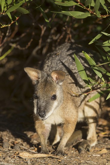 Tammar wallaby