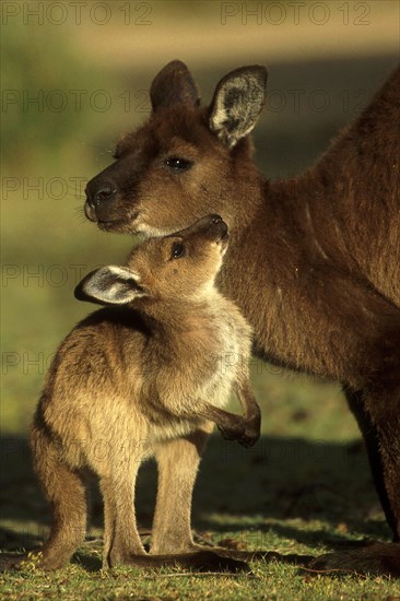 Western Grey Giant Kangaroo