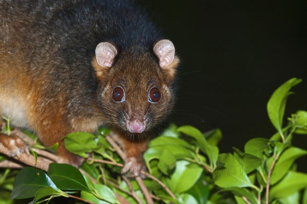 Common ringtail possum