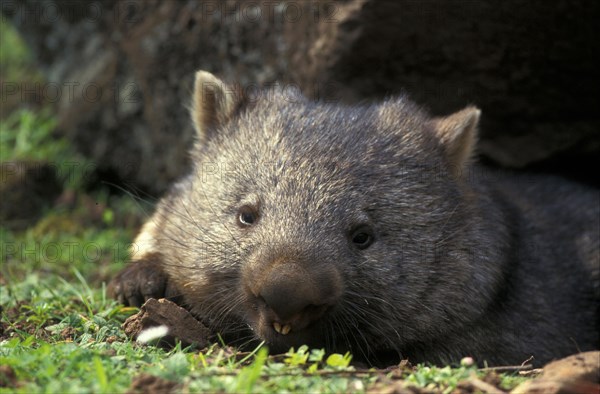 Naked-nosed wombat