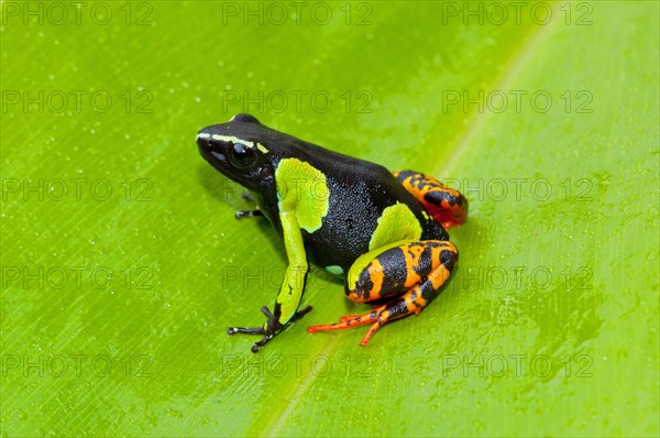 Baron's Painted Mantella