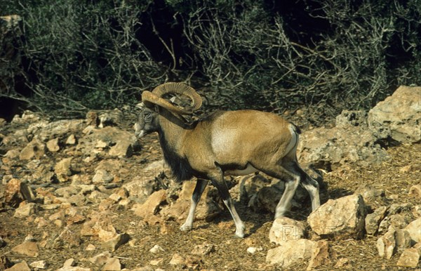 Cyprus Mouflon