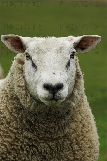 Domestic Sheep