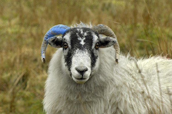 Domestic sheep