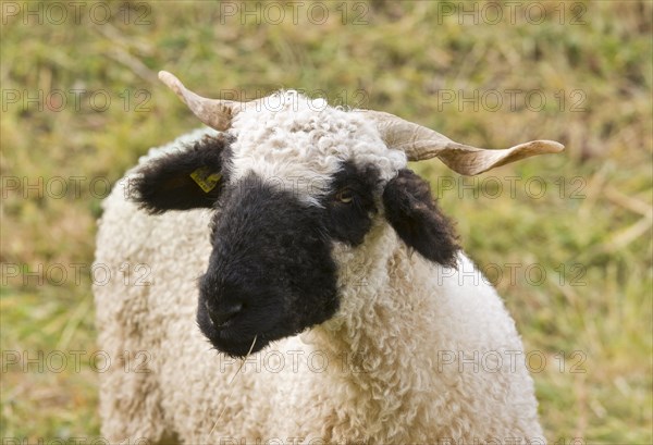 Domestic Sheep