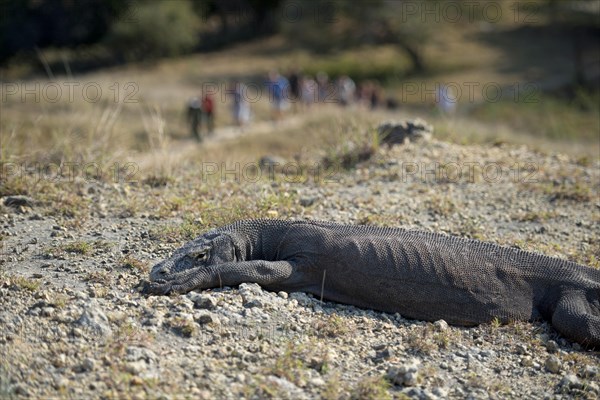 Adult komodo dragon