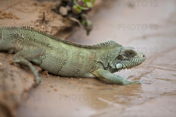 Green iguana