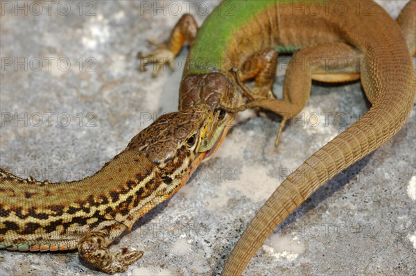 Adriatic Wall Lizard