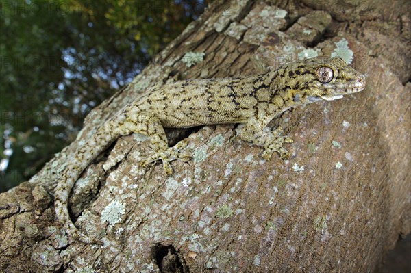 Adult Wahlberg's Velvet Gecko