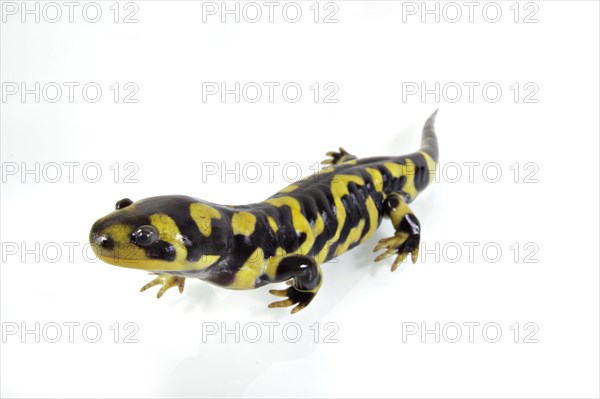 Barred Tiger Salamander