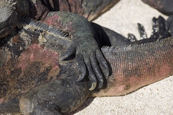 Marine Iguana