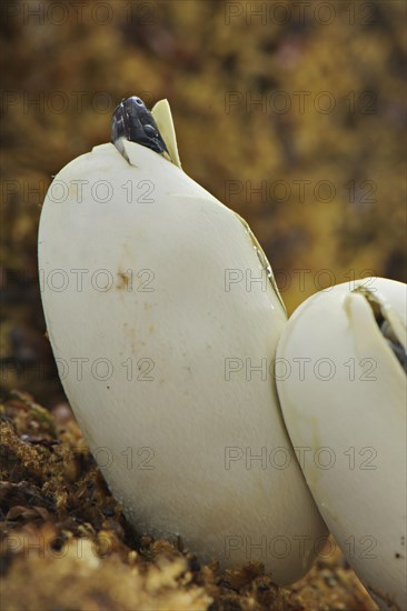 Puebla king snake