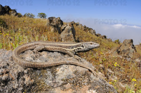 Small Canary Island Lizard