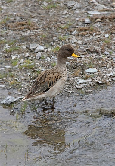 South American Teal Teal Teal Teal