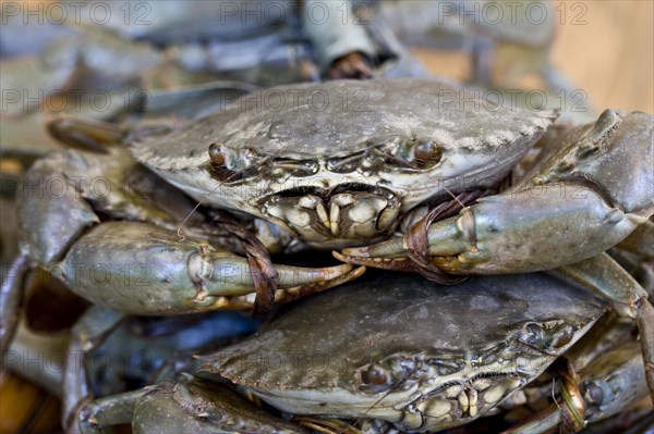 Mangrove crab