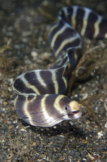 Moray Eel