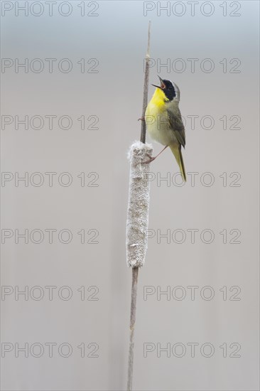 Common Yellowthroat